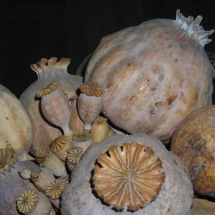 Buy Opium Poppy Pod, opium poppy pod for sale, opium poppy pod for sale online, opium poppy pod near me, opium poppy pod canada