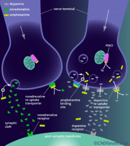 Learn about 3-CMC effects, including short-term and long-term risks. Understand how this synthetic substance affects the brain and body.