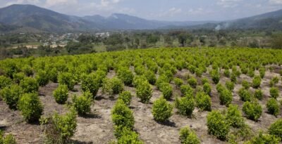 Learn about Peruvian cocaine, including its origin, effects, composition, and key differences compared to other types of cocaine. 