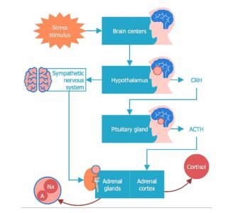 Adderall long term effects
