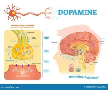 psychedelics effects
