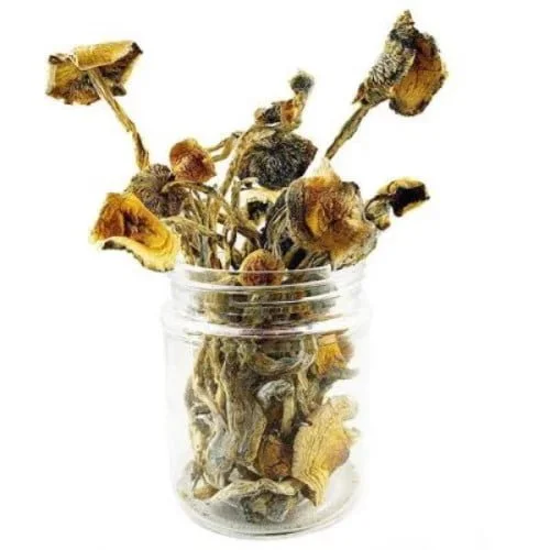 amazonian-mushrooms.webp