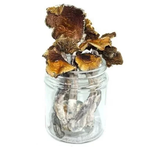 aztec-mushrooms.webp