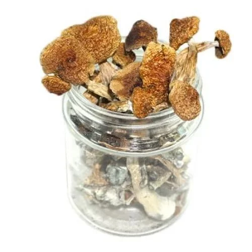 blue-ringer-mushrooms-1.webp