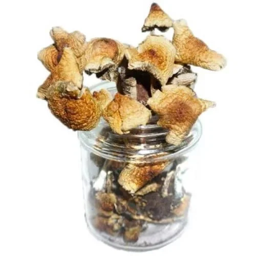 mazapatec-mushrooms.webp