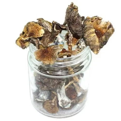 mexican-mushrooms.webp