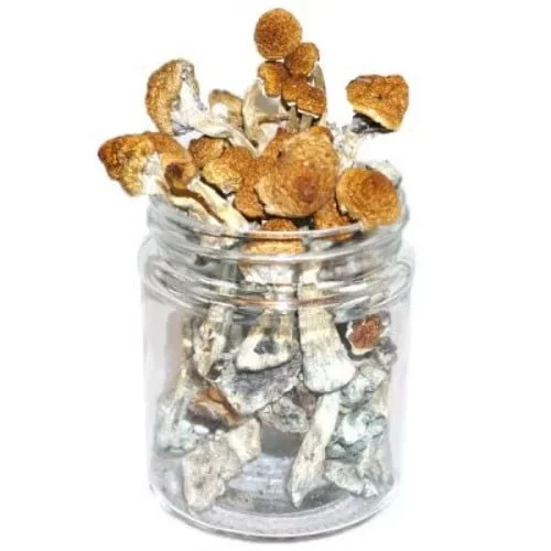 texas-penis-envy-mushrooms.webp